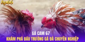 Gà Cam 67 - Khám Phá Đấu Trường Gà Đá Chuyên Nghiệp