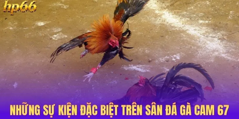 Những sự kiện đặc biệt trên sân đá gà cam 67
